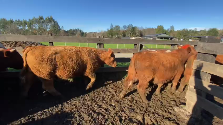 Lote 25 Novillo Gordo en Los Lagos, XIV Región Los Ríos