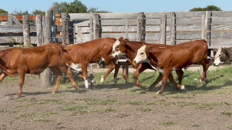 Lote 120 Terneros en Corrientes, Sauce