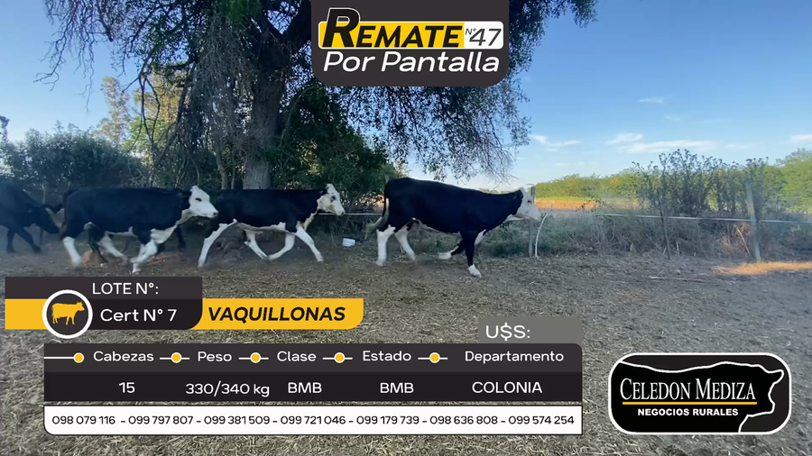 Lote 15 Vaquillonas  en Mevir San Pedro, Colonia