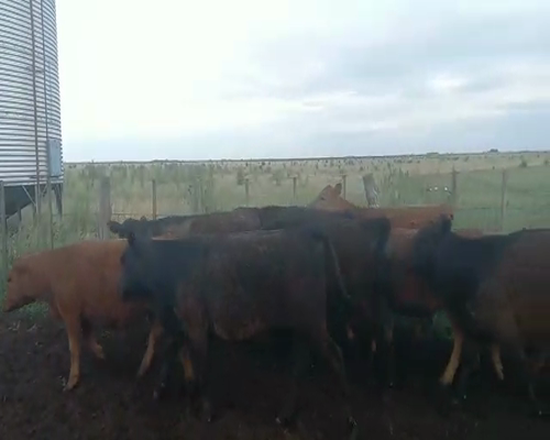 Lote 15 Terneros/as en Laprida, Buenos Aires