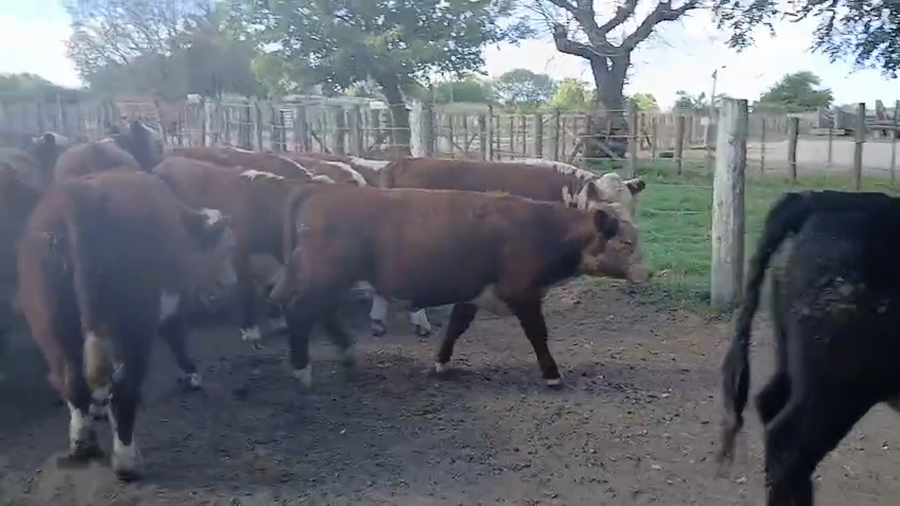 Lote 30 Novillos en Maipú