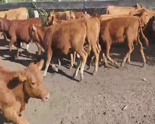 Lote 31 Terneras en Villaguay, Entre Ríos