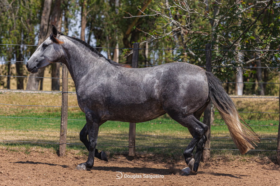 Lote NOBLEZA DE LA COLINA