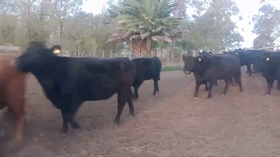 Lote 30 Vacas de invernar