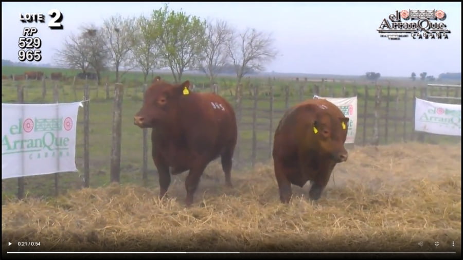 Lote 2 Toros Angus Colorados - Santa Anita, Entre Rios