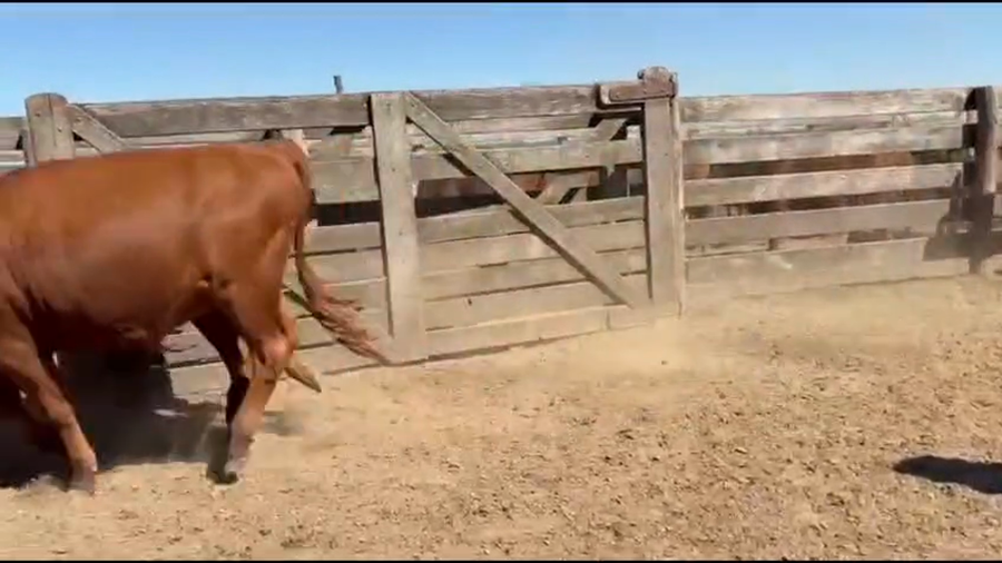 Lote 50 Novillitos y vaquillonas