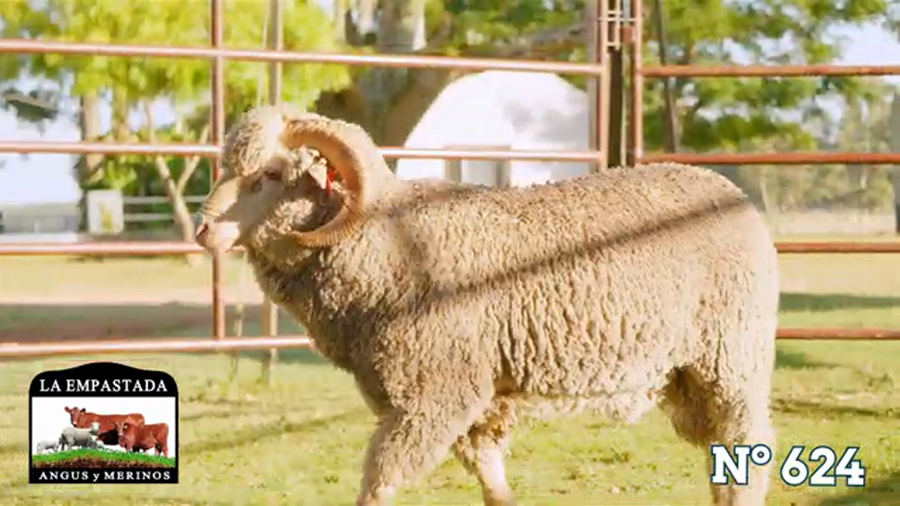 Lote Merino Australiano