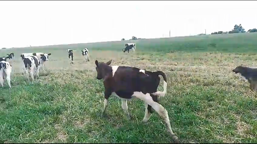 Lote 10 Terneros Holando a remate en Pantalla Camy 120kg -  en Chamizo