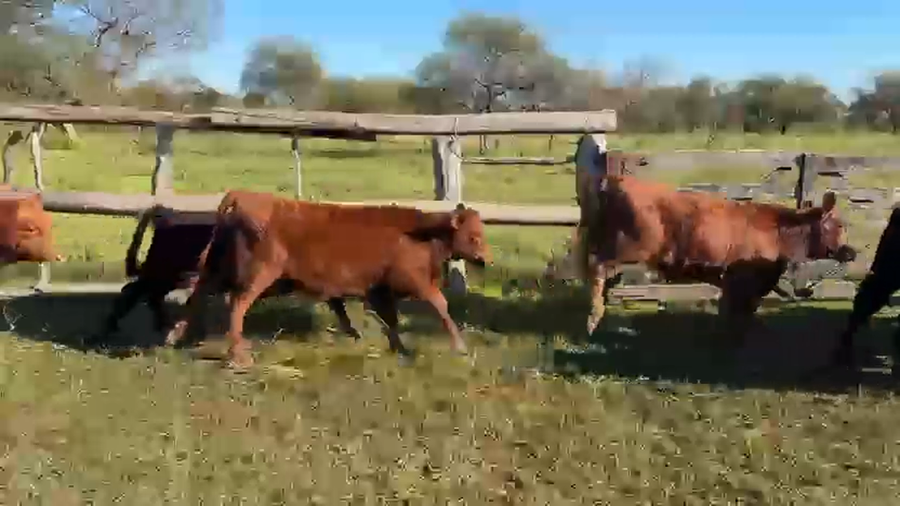 Lote 75 Terneros/as en Los Conquistadores, Entre Ríos