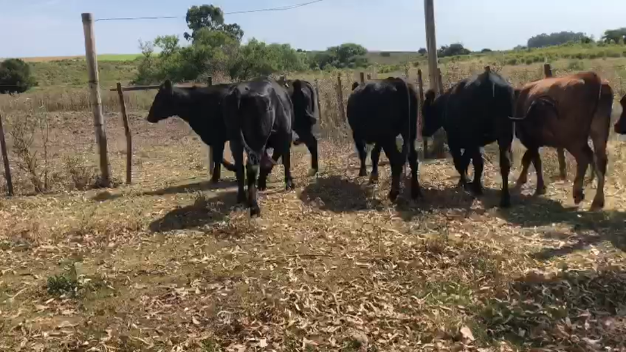 Lote 6 Vaquillonas  Angus a remate en Pantalla Camy en Laurel