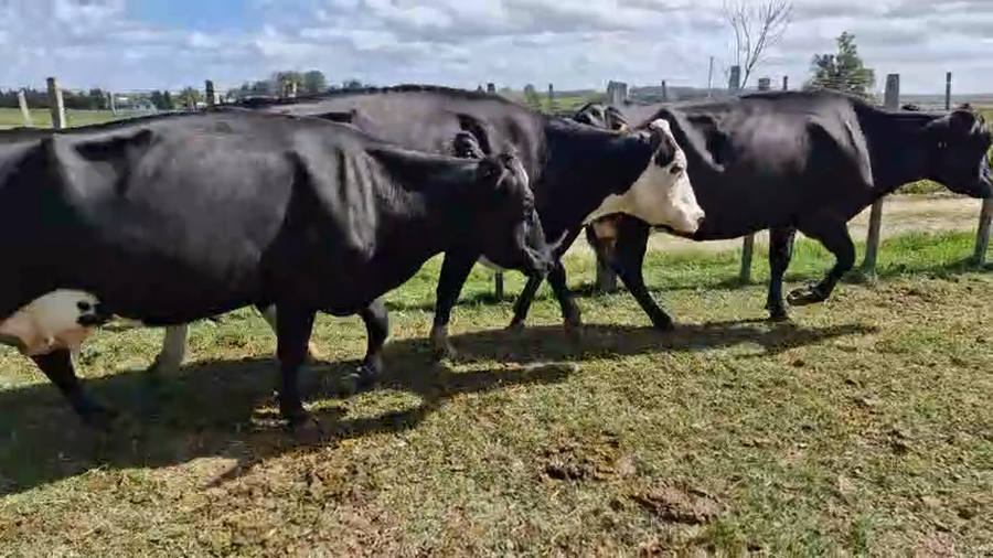 Lote 3 Vaca a remate en Pantalla Camy, San José