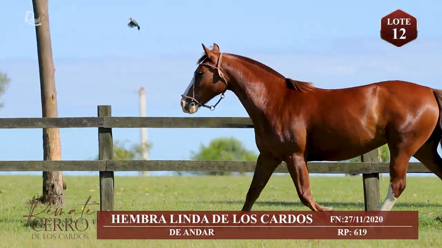 Lote HEMBRA LINDA DE LOS CARDOS