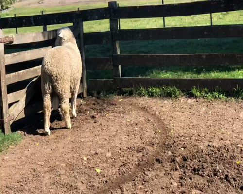 Lote 1 Borregos Planteleros en Cerro Largo, Cerro Largo