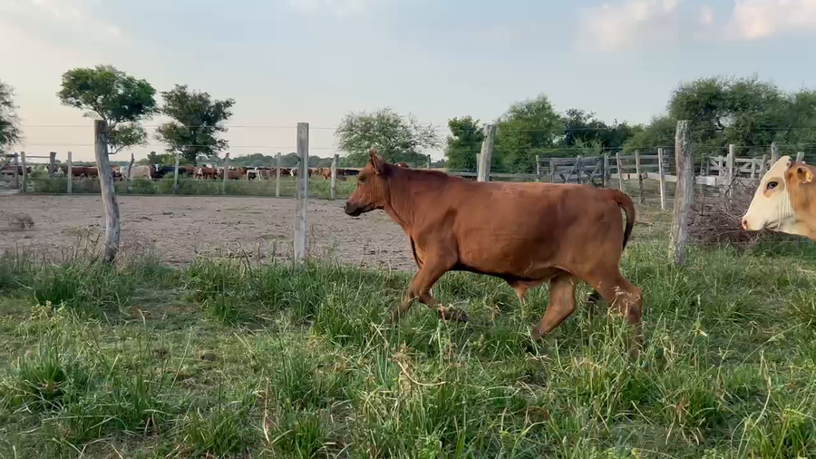 Lote 60 Novillos en Riachuelo, Corrientes