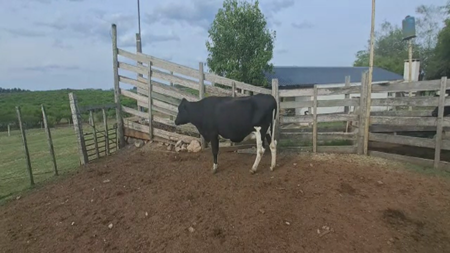 Lote 1 Vaca en San José