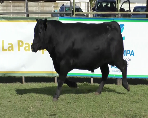 Lote Toro Aberdeen Angus Negro PC - RP052 - Cabaña Don Lorenzo