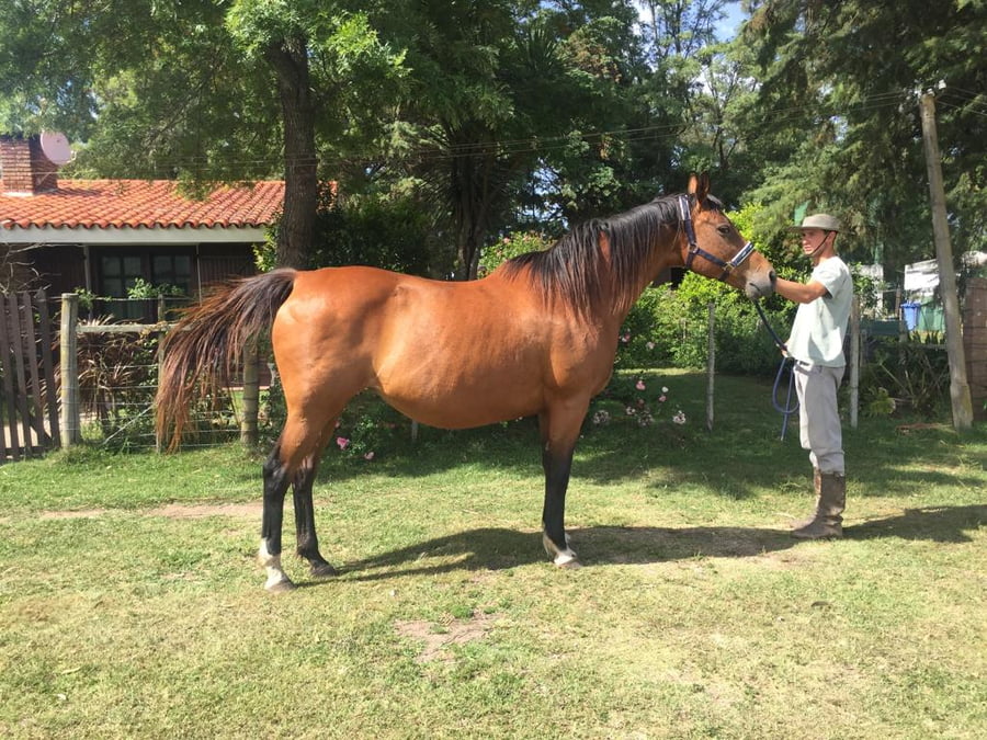 Lote BIANCA WELLS (ARG)