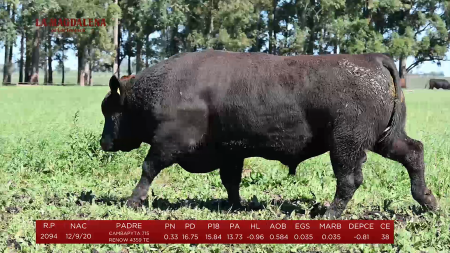 Lote Toros a remate en La Magdalena y San Carlos, Artigas