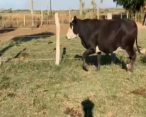 Lote 180 Vacas CUT  en Yataití Calle, Corrientes