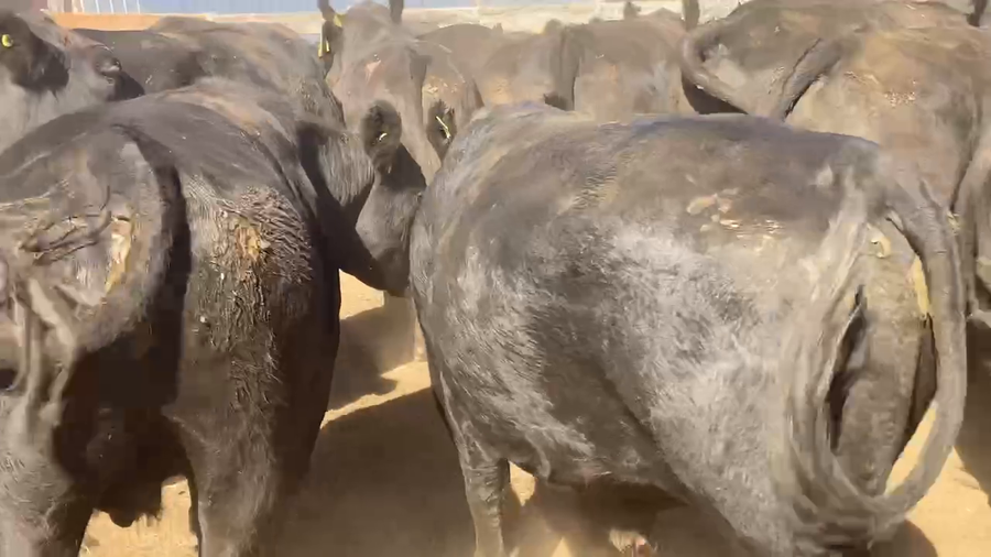 Lote 23 Novillo Gordo en Osorno, X Región Los Lagos