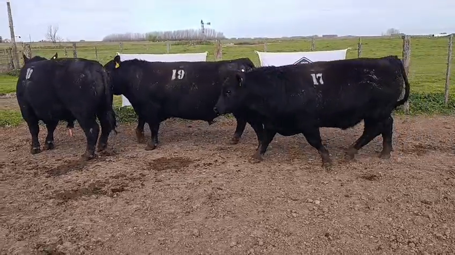 Lote Toros