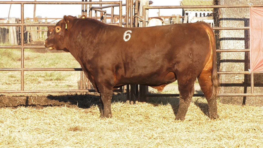Lote TOROS ANGUS COLORADOS  PC