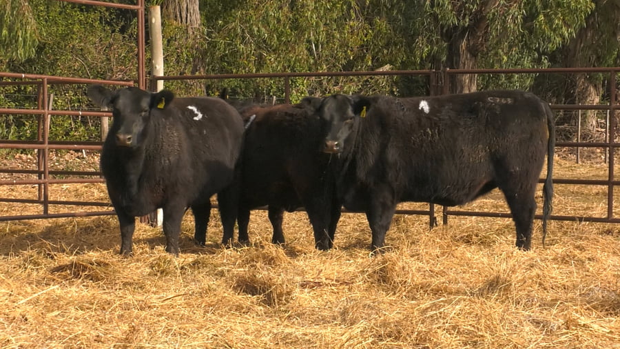 Lote VAQUILLONAS PURAS DE PEDIGREE (c/garantía de preñez o parida)