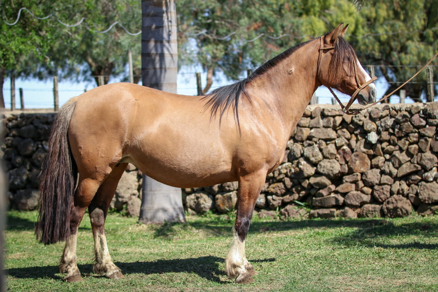 Lote Santa Ines Safira