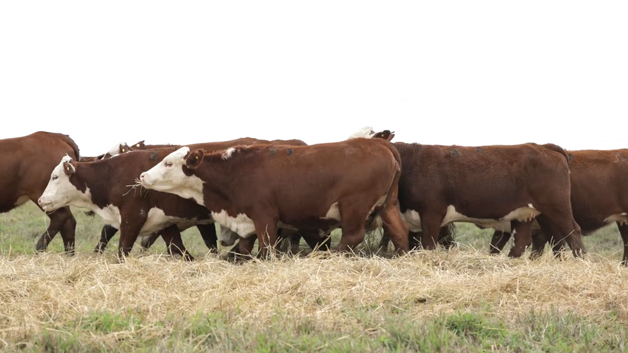 Lote Vaquillas señal 3 preñadas de otoño REMATE AGOSTO 2026