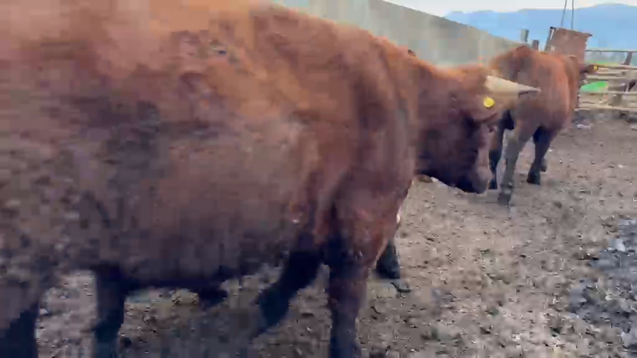 Lote 45 Novillo Gordo en Codegua, VI Región O-Higgins
