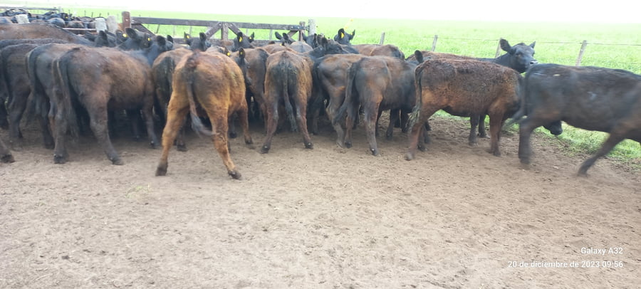 Lote 50 Terneras en Daireaux, Buenos Aires