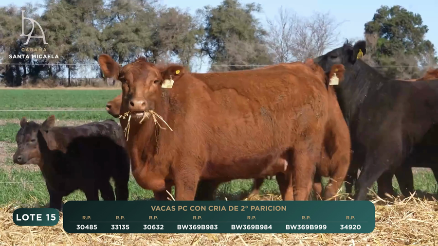 Lote VACAS PC PARIDAS