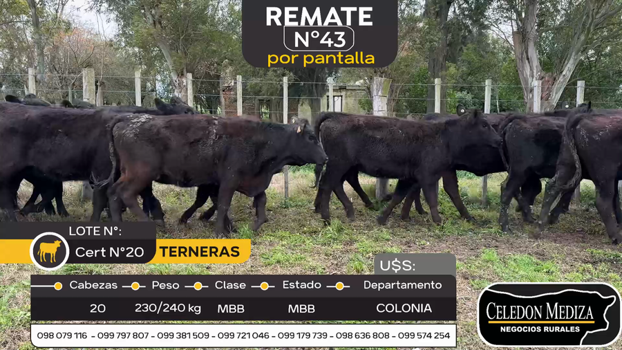 Lote 20 Terneras en Estanzuela, Colonia
