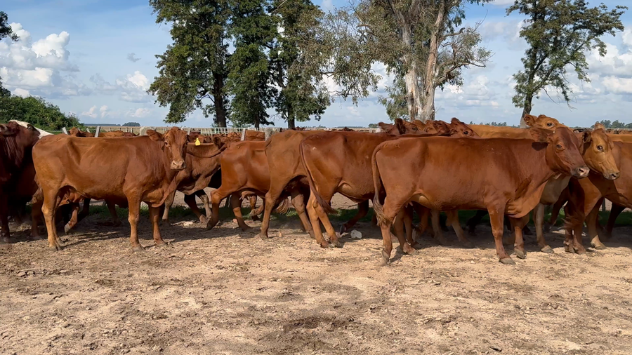 Lote 30 Vacas de invernar