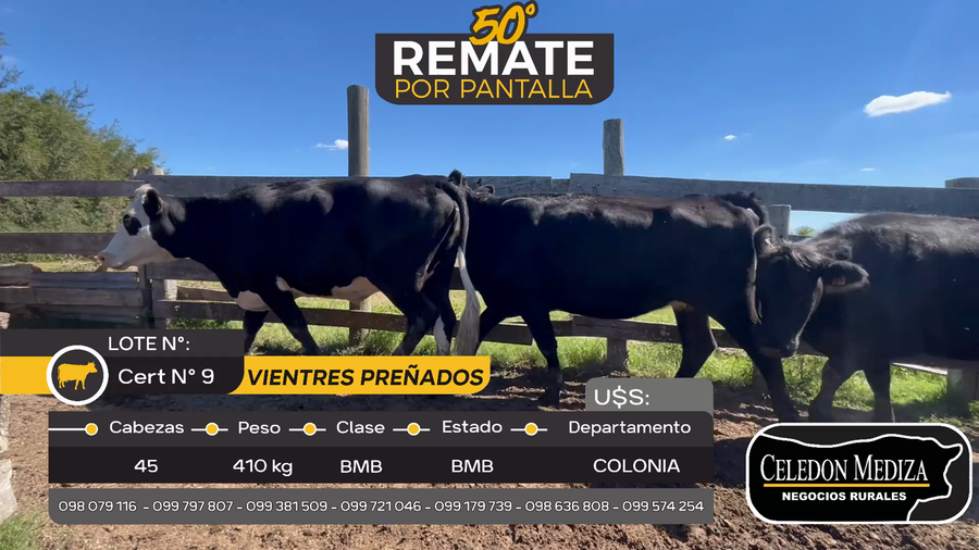 Lote 45 Vientres Preñados en Otra Localidad, Colonia