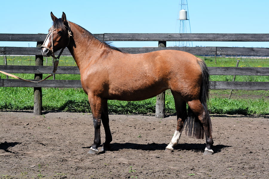 Lote BALLENERA HACHADA