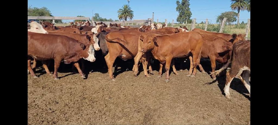 Lote 55 Novillitos y vaquillonas en Villaguay, Entre Ríos