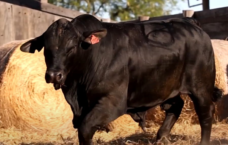 Lote TOROS DE 2 AÑOS