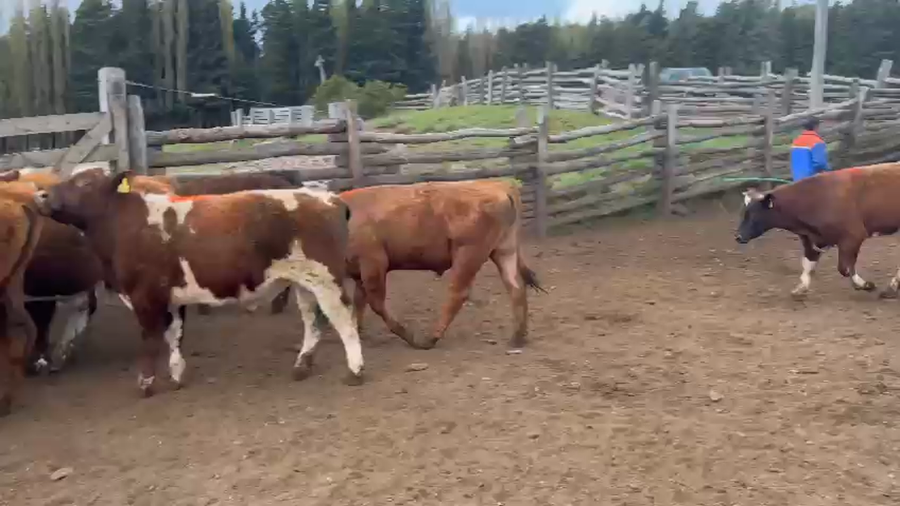 Lote 35 Ternero en Coyhaique, XI Región Aysén