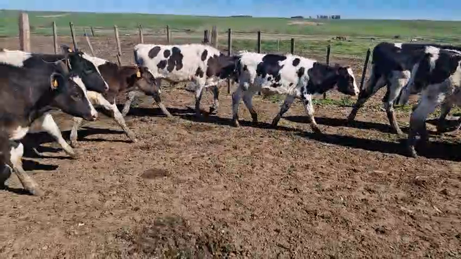 Lote 34 Terneros a remate en Pantalla Aniversario - Escritorio Camy, San José