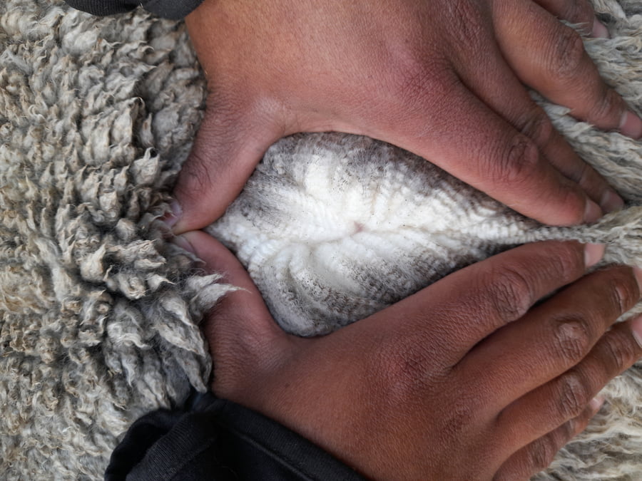 Lote Carnero TOP, 21-1409