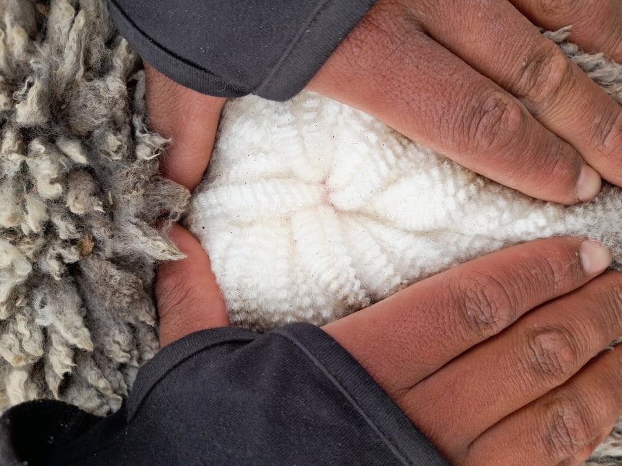 Lote Carnero TOP A, 19-0857