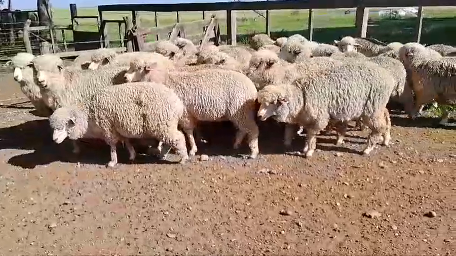 Lote 29 Borregas MERILIN a remate en 1° Remate Virtual BALTASAR BRUM 49kg -  en COLONIA PALMA, KM 576 DE RUTA 3