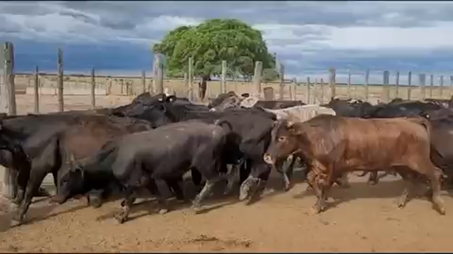 Lote 100 Terneros/as en San Miguel de Tucumán, Tucumán