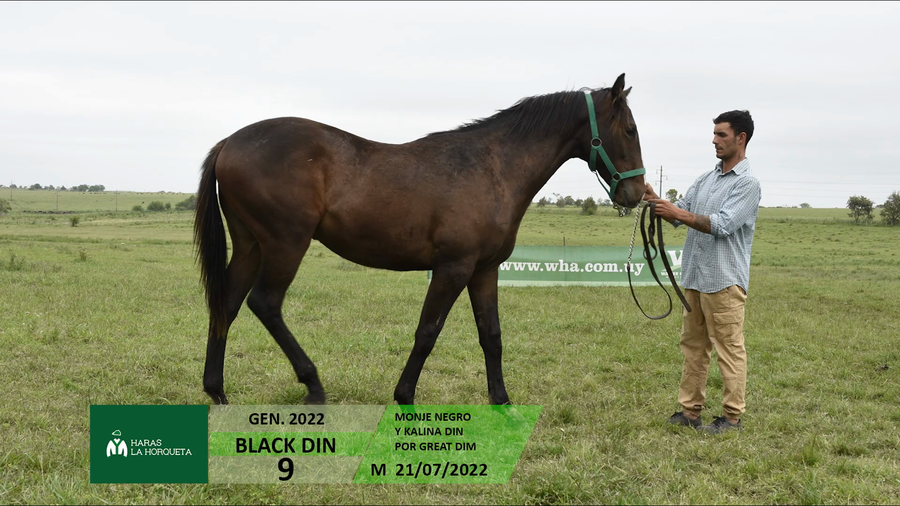 Lote BLACK DIN