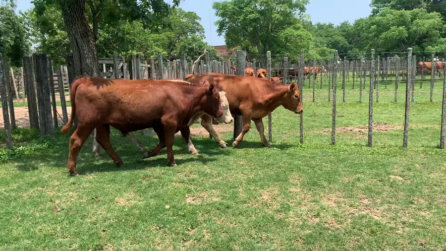 Lote 3 Novillos 1 a 2 años