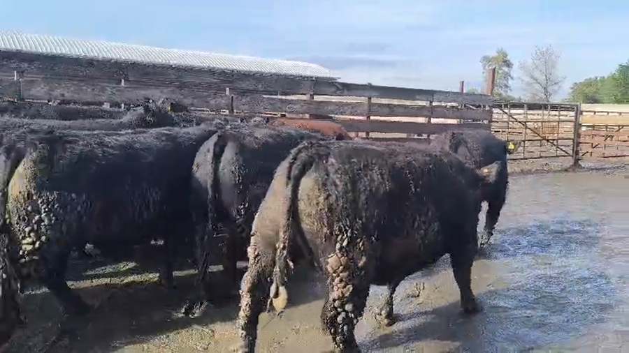 Lote 20 Novillo Gordo en Los Ángeles, VIII Región Biobío