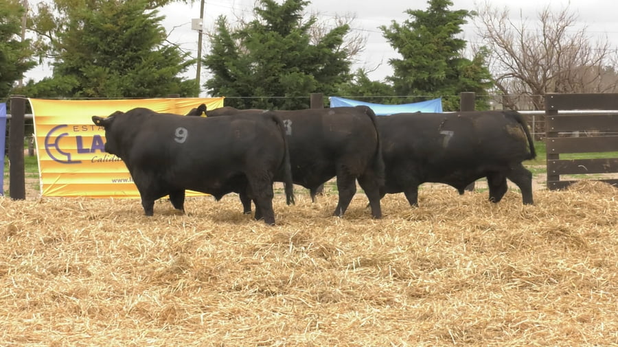 Lote TOROS ANGUS PUROS CONTROLADOS