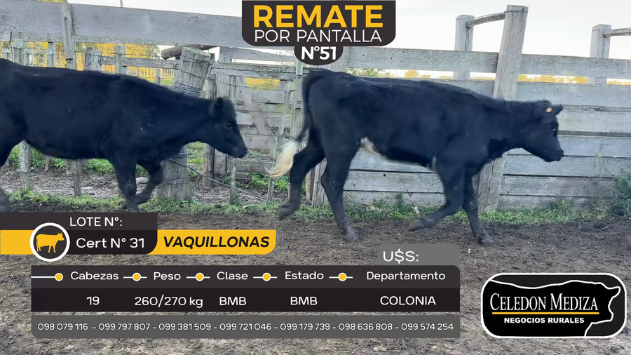 Lote 19 Vaquillonas  en Tarariras, Colonia
