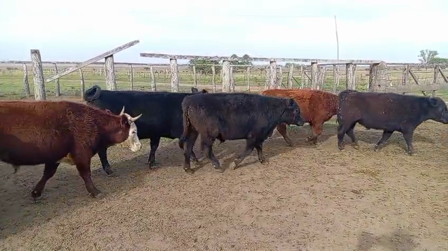 Lote 85 Novillitos